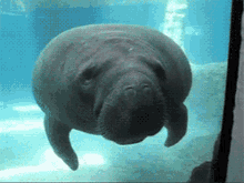 This is a gif of a manatee. You're welcome.