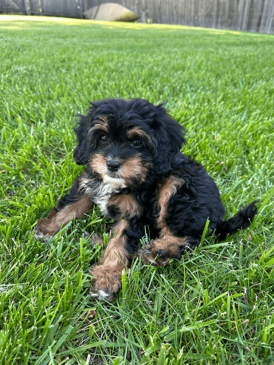 A clumsy cavapoo (and sometimes gremlin) named Penny.