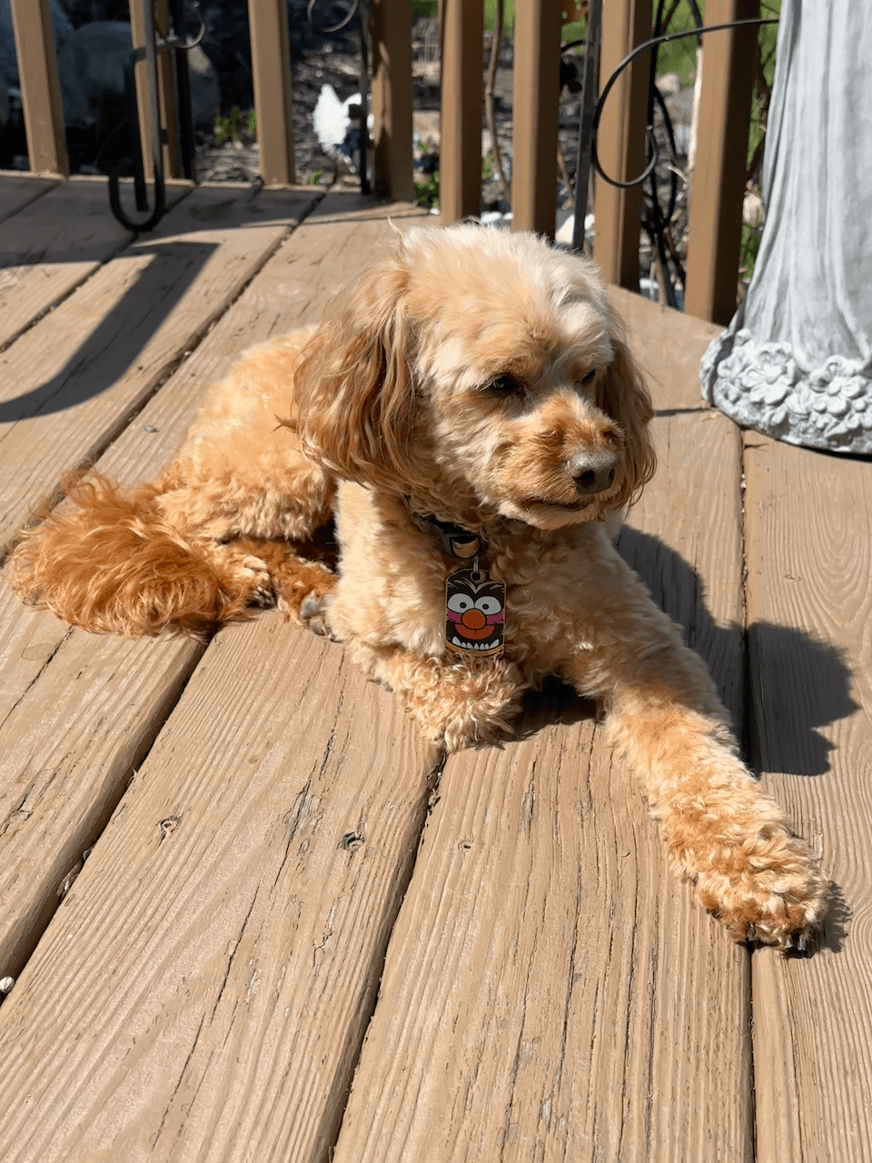 A goofy little cockapoo named Lucy.